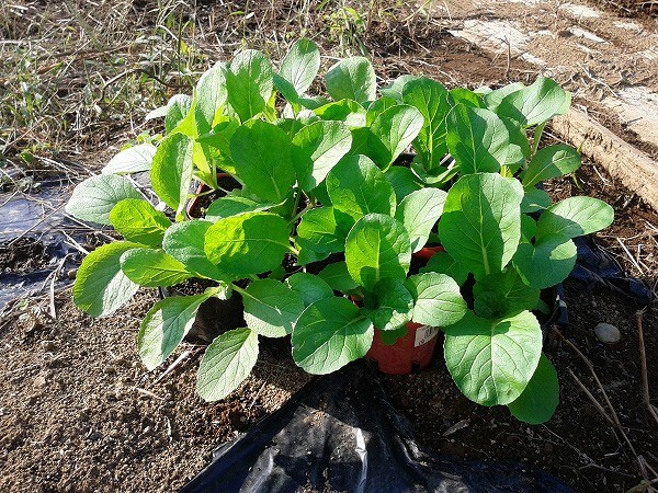 タイニーシュシュ（ミニ白菜）の栽培レポ | 家庭菜園日記 －東京の畑－